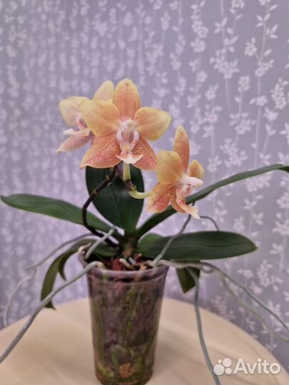 Орхидея фаленопсис