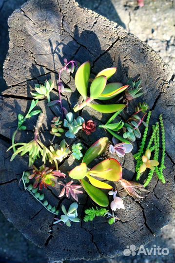 Наборы суккулентов