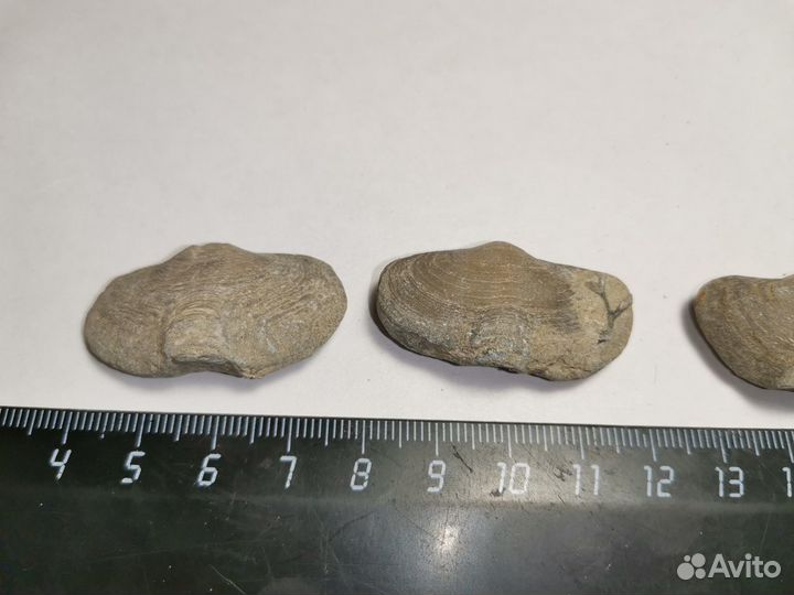 Брахиопода. Окаменелости