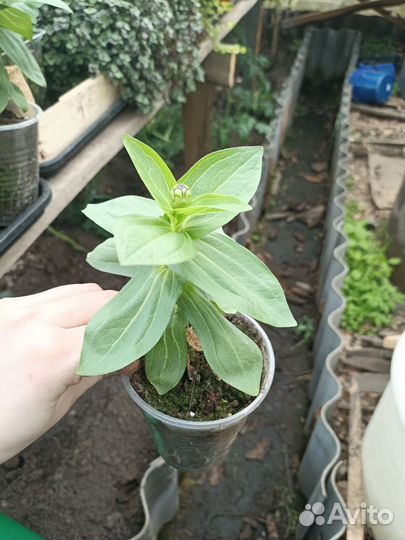 Рассада циния и Традесканция