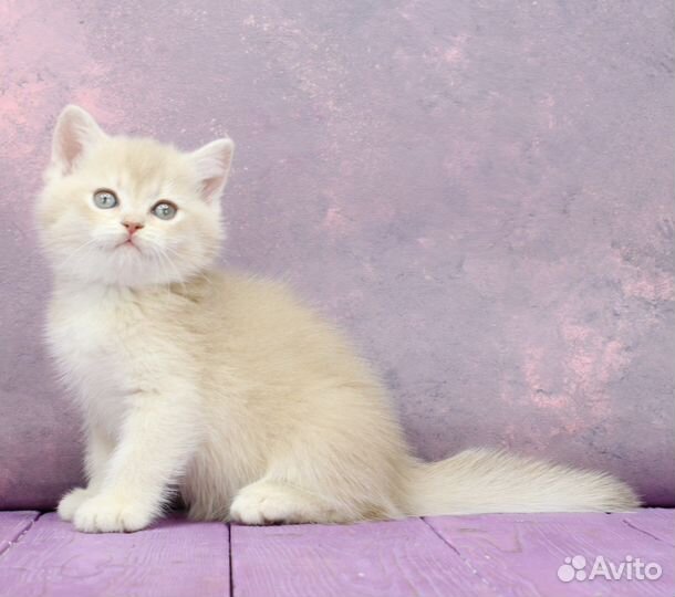 Британская лиловая золотая шиншилла шелл cy12 кот2