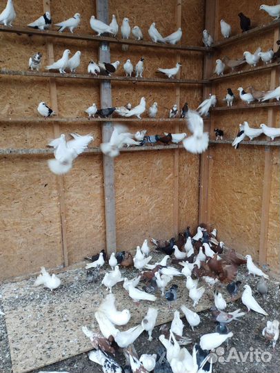 Бакинские бойные