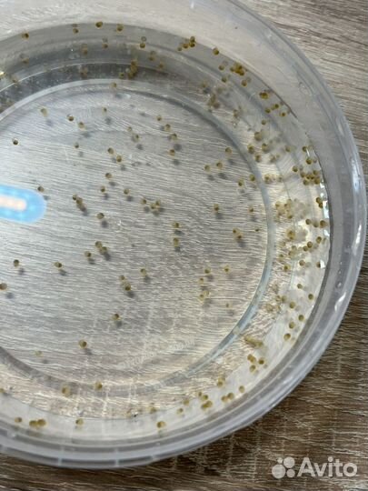 Улитки ампулярии