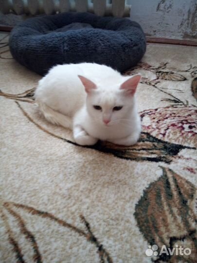 Отдам в добрые руки