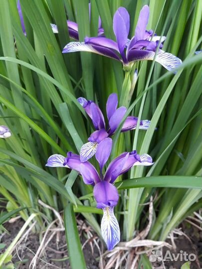 Ирис японский