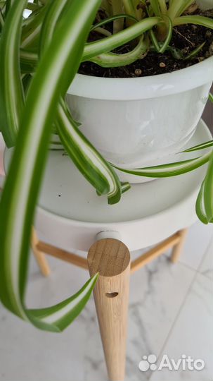 Хлорофитум кудрявый