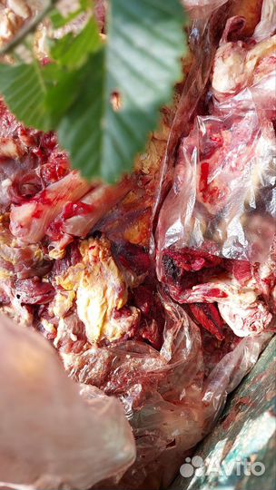 Мясо для собак