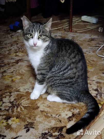Отдам кота в добрые руки