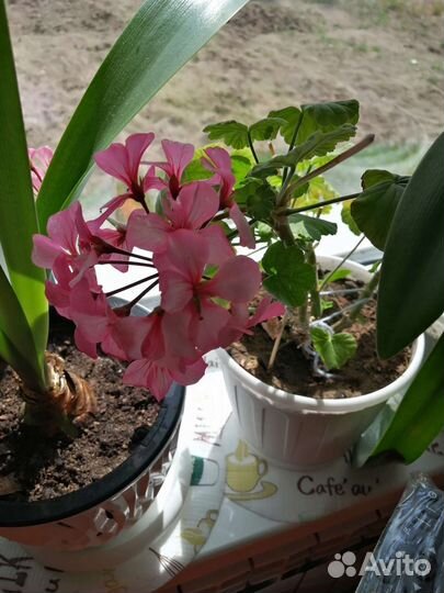 Пеларгония, герань