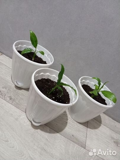 Спатифиллум