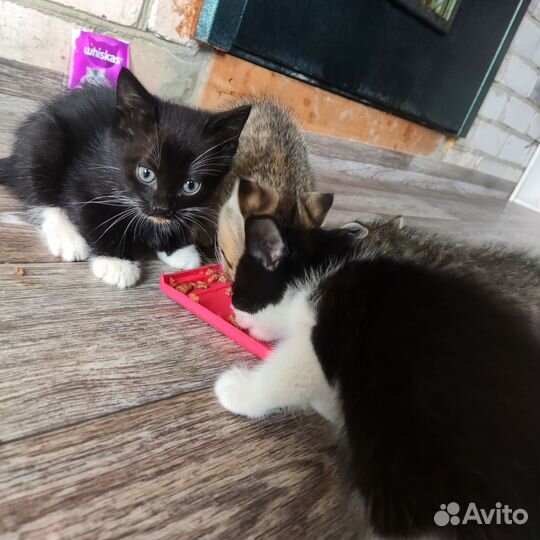 Самые красивые котята