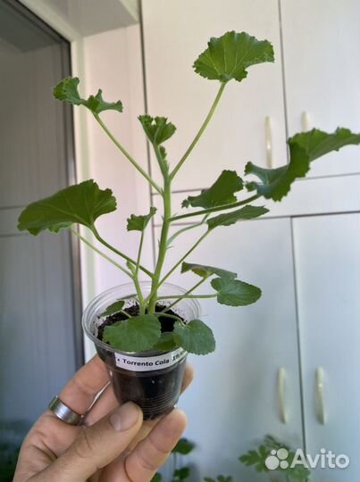 Душистая пеларгония с ароматом кока-колы