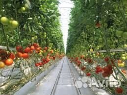 Работники в Современный Тепличный Комплекс вахта