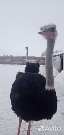 Страус Цыпленок