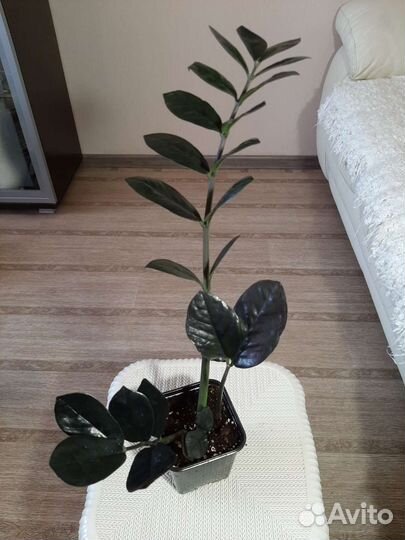 Замиокулькас черный Равен, Зензи