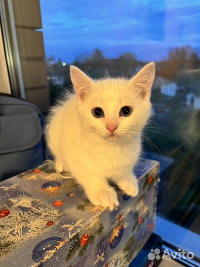 Британская кошечка