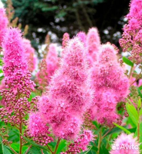 Спирея Ниппонская и Иволистная розовая