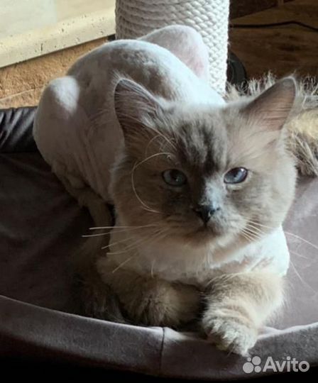 Молодой кот Томми в добрые руки