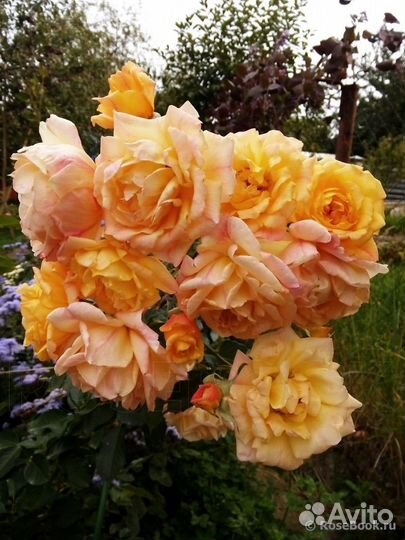 Роза плетистая чайно-гибридная 