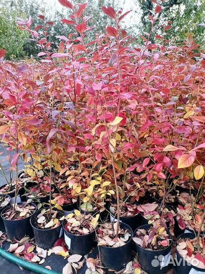 Голубика из питомника