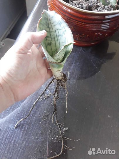 Сансевьерии сортовые