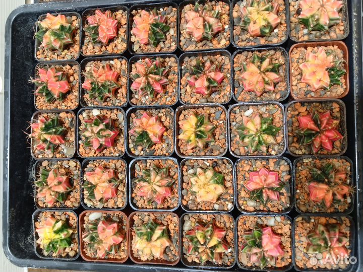 Гимнокалициумы вариегатные