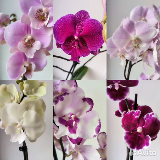 Орхидеи фаленопсис биг липы цветущие