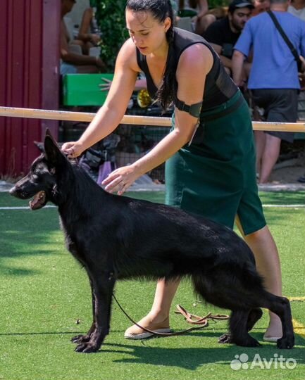 Хендлер Ростов на Дону