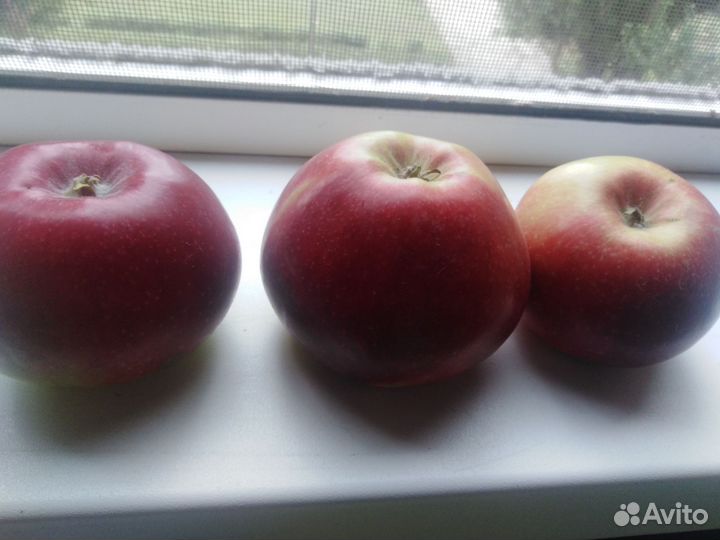 Яблоки домашние Спартан