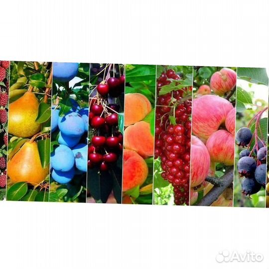 Саженцы плодовых культур