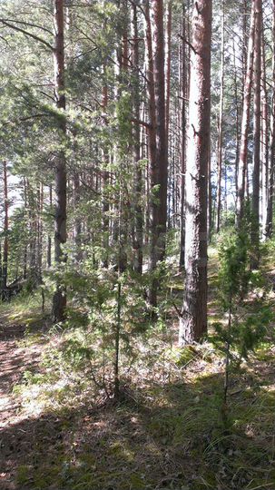 Участок 50 га (СНТ, ДНП)