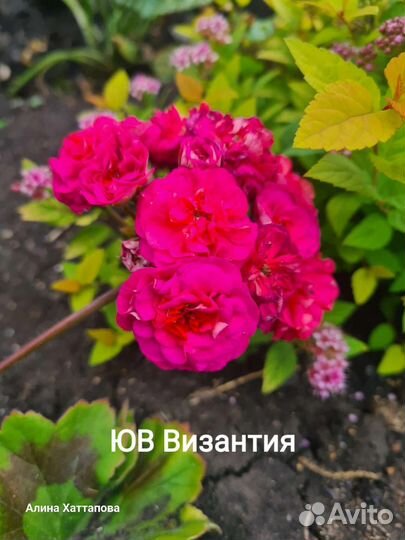 Пеларгония сортовая срезы