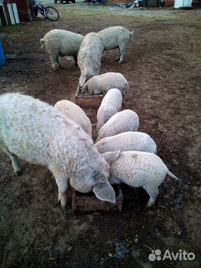 Венгерская мангалица