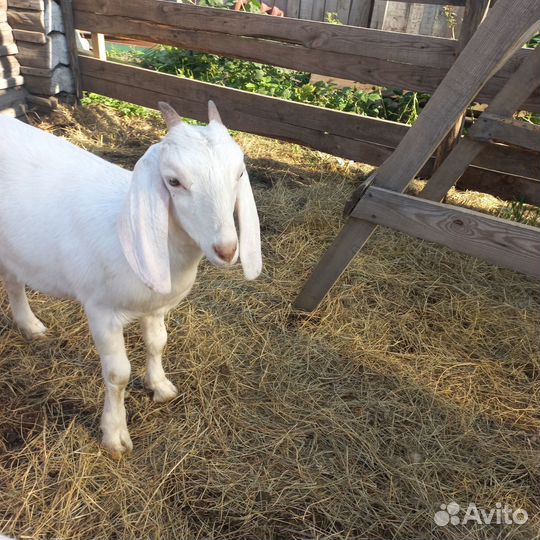 Козы дойные