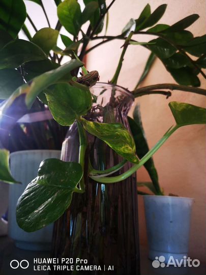 Сциндапсус золотистый