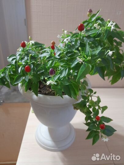 Перец острый комнатный