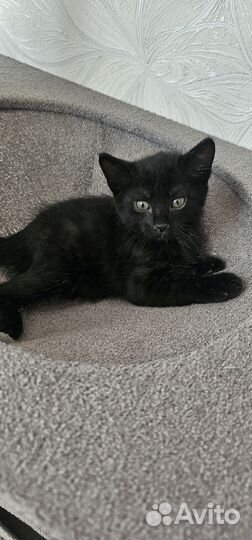 Котята в добрые руки мальчики