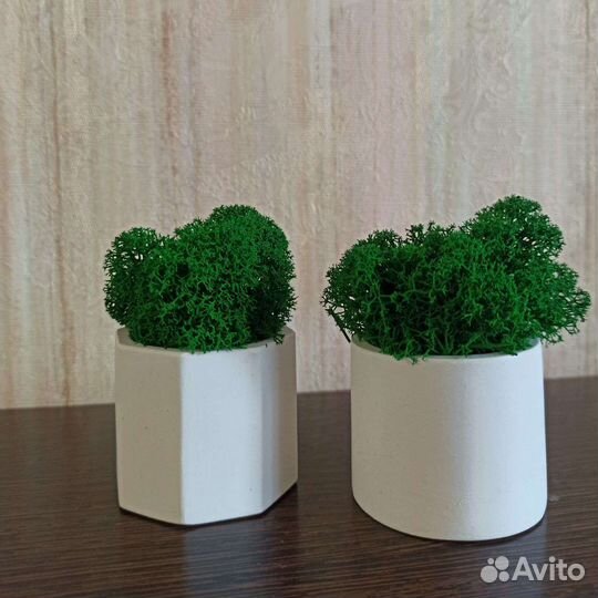 Стабилизированный мох в кашпо, набор 2шт