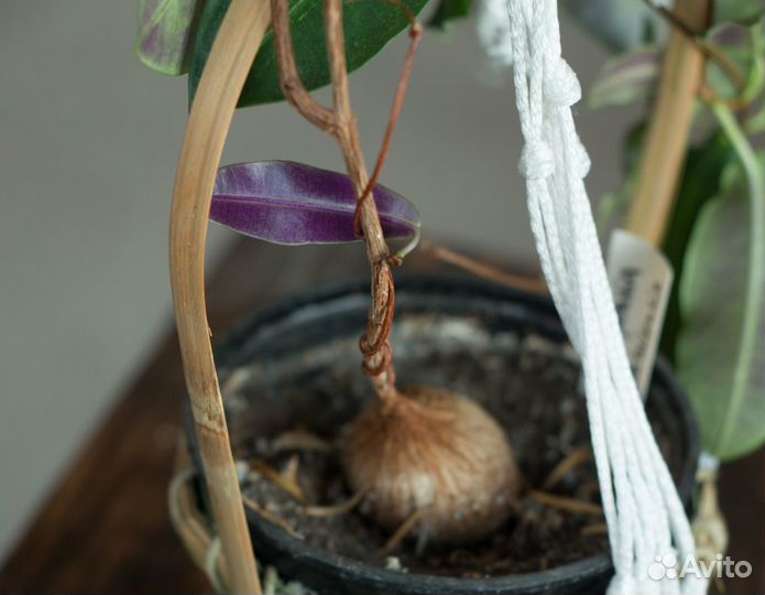 Петопентия наталенсис каудексная лиана суккулент