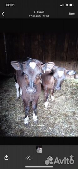 Теленок бычок 3 месяца