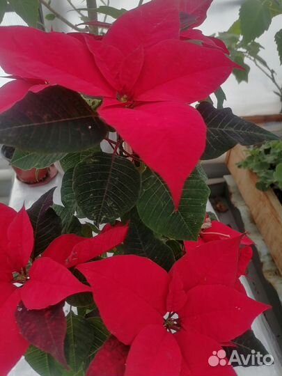 Пуансеттия