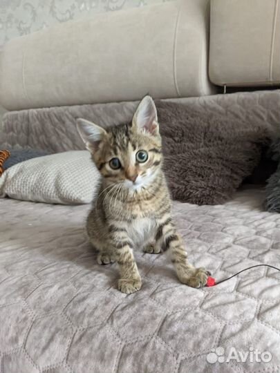 Котик Шпротик