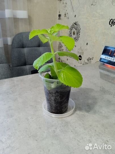 Комнатная мята