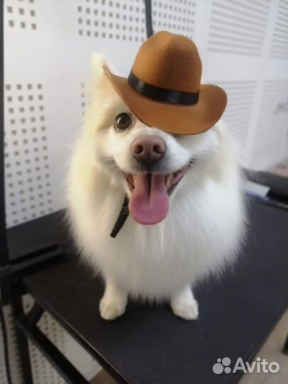 Стрижка собак, Ваш грумер. У Василеостровской