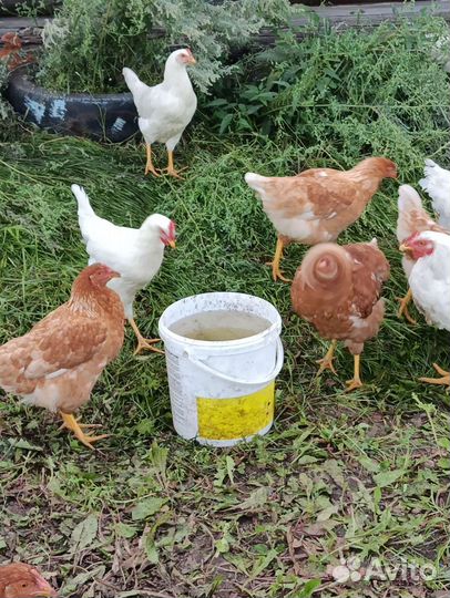Куры несушки ломан браун