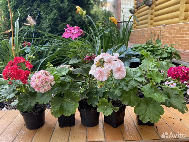 Пеларгонии