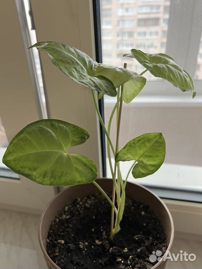 Сингониум вместе с горшком (Домашнее растение)