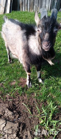 Козел альпийский