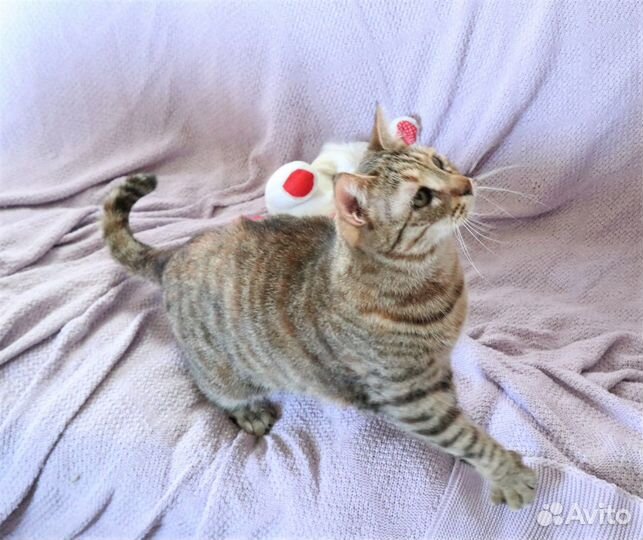 Кошки в добрые руки