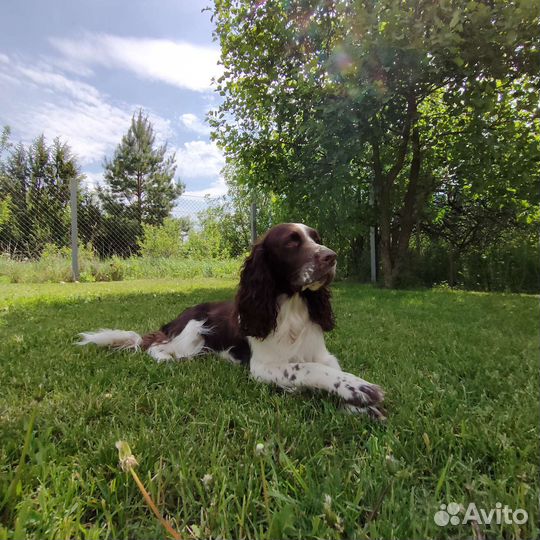 Кобель для вязки